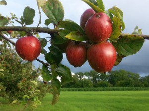 Apples-©Gary-Pearce 